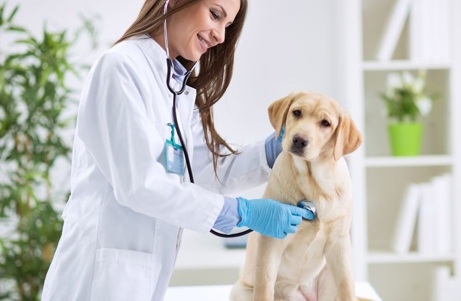 Ветеринарная клиника Кропивницкий: всё лучшее своим питомцам