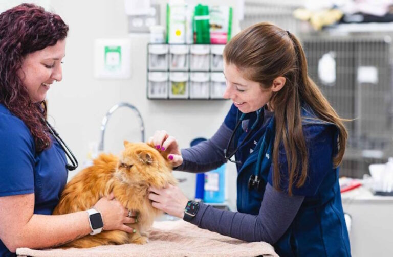 Сучасні рішення для ветеринарного бізнесу