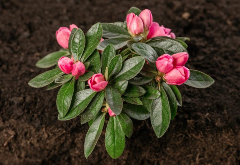 Красивоцветущие кустарники: популярность рододендронов