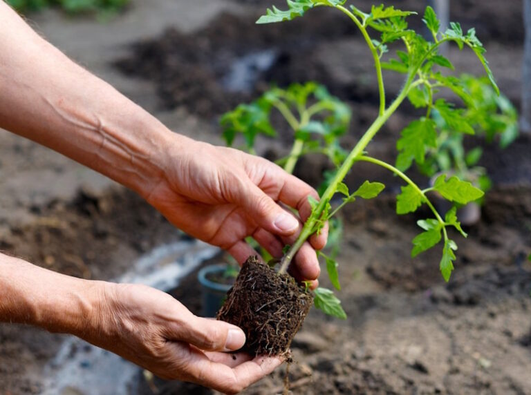 Регулятори росту