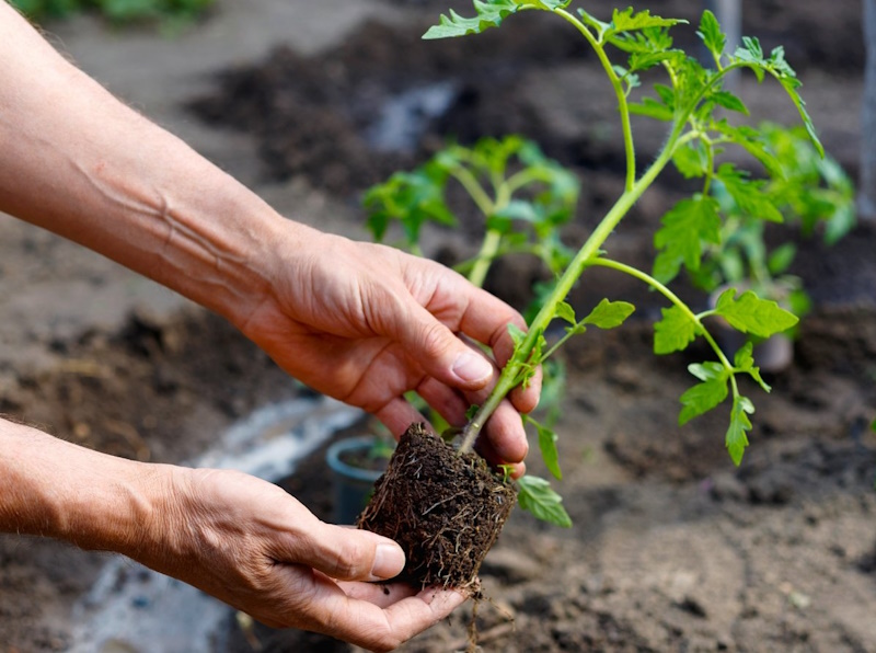 Регулятори росту: повний гайд для садівника