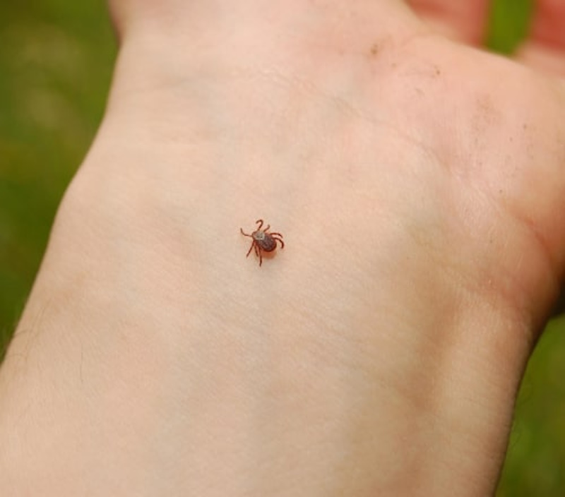 Как выглядит укус клеща и как его отличить