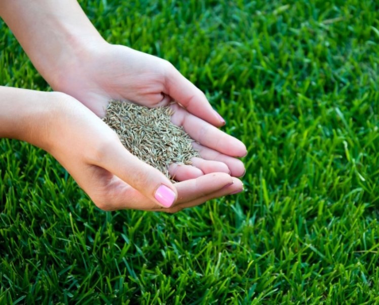 Ідеальний газон: гід по насінню та добривах