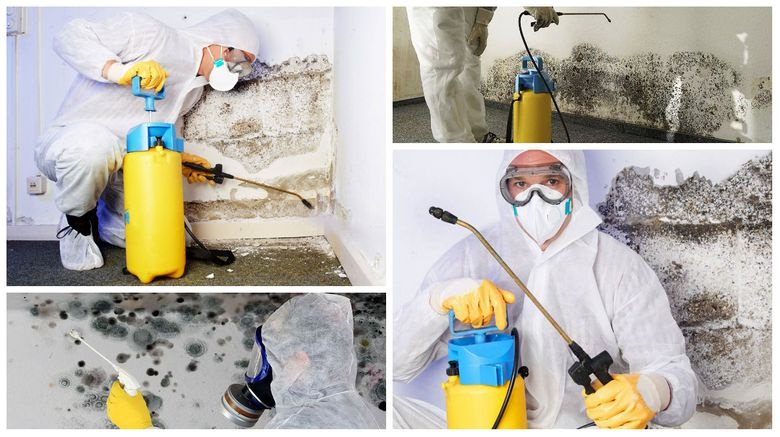 Видалення плісняви в Києві: як захистити дім від шкідливого грибка