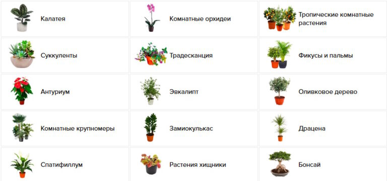 уход за комнатными растениями