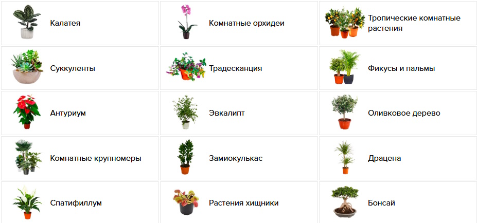 Искусство ухода за комнатными растениями