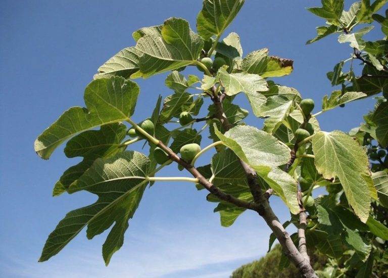 Сорта инжира